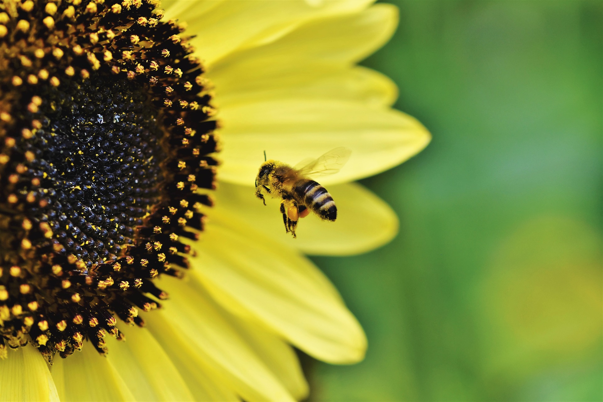 Bienenfreundliche Kommunen gesucht
