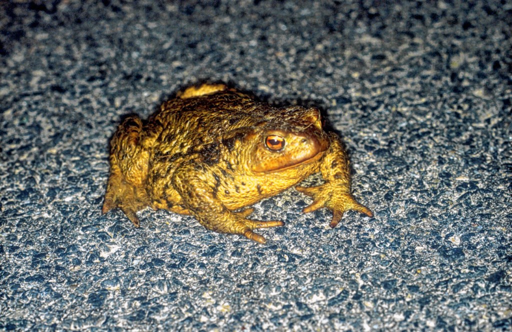 Überfahre nie einen Frosch – es könnte (d)ein Prinz gewesen sein. Foto: LBV