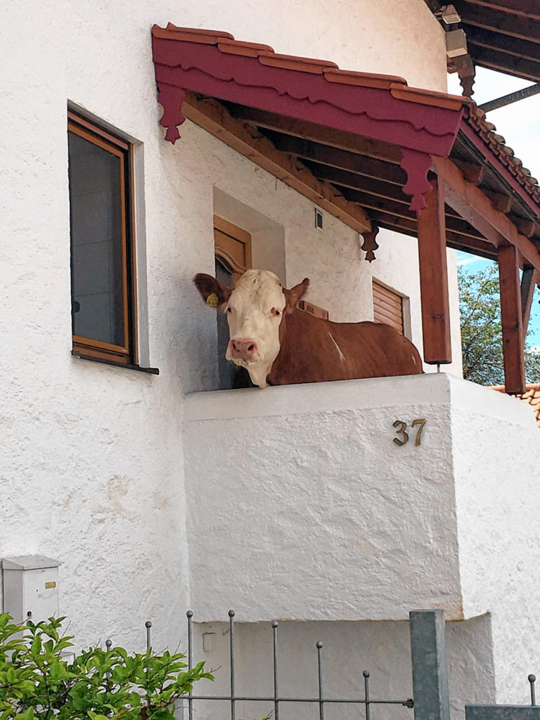 Nachdem die Kuh hier keinen Einlass fand, erkundete sie die Hofeinfahrt des Anwesens in Rosenheim-Schwaig.