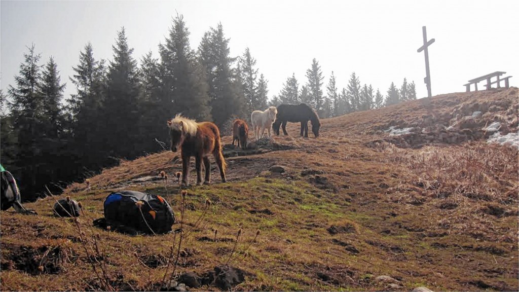 Wohlbehalten wurden die vier Ponys unterhalb des Sulzberggipfels wiedergefunden.