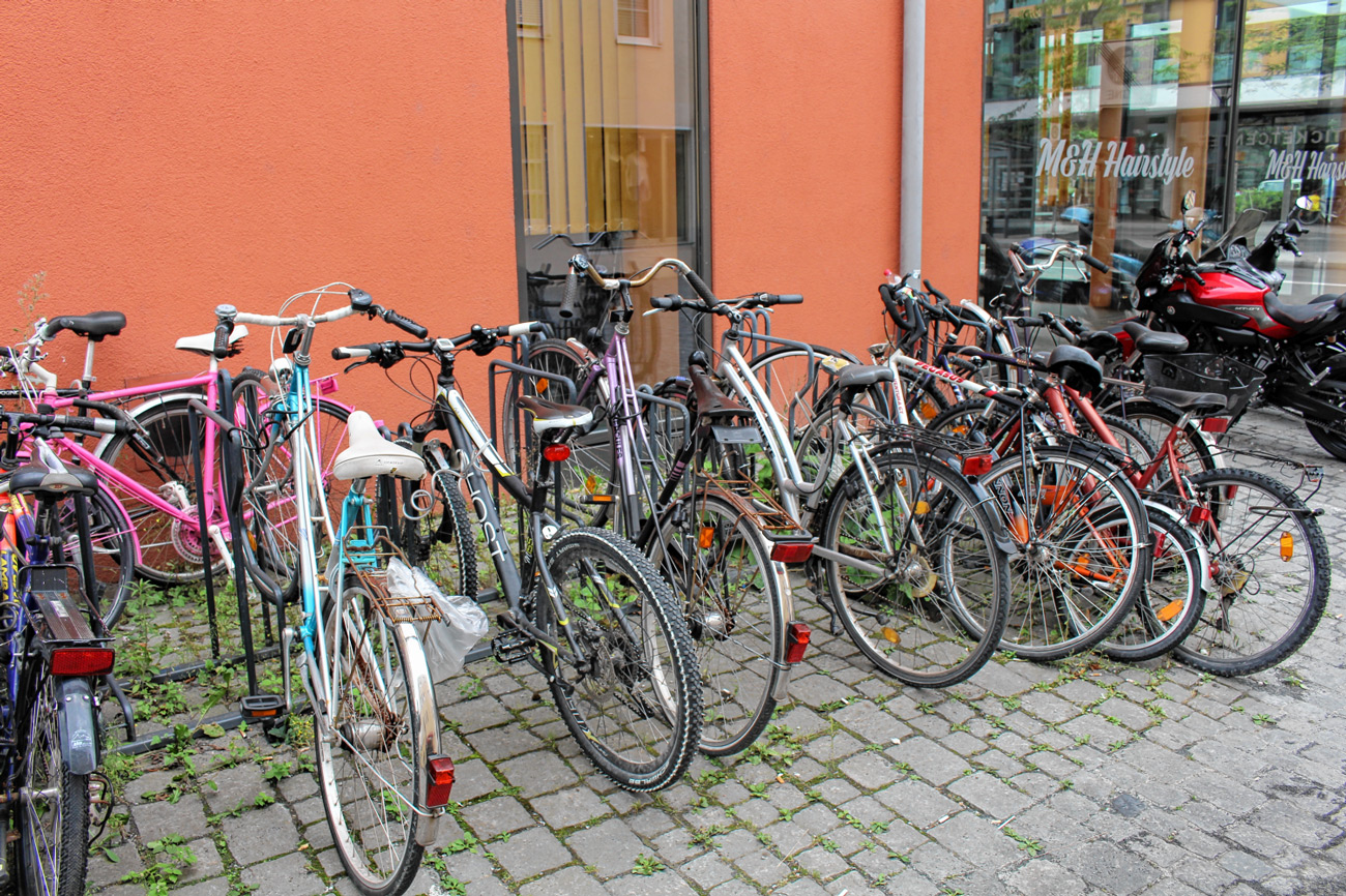 fahrräder die in bäume eingewachsen sind