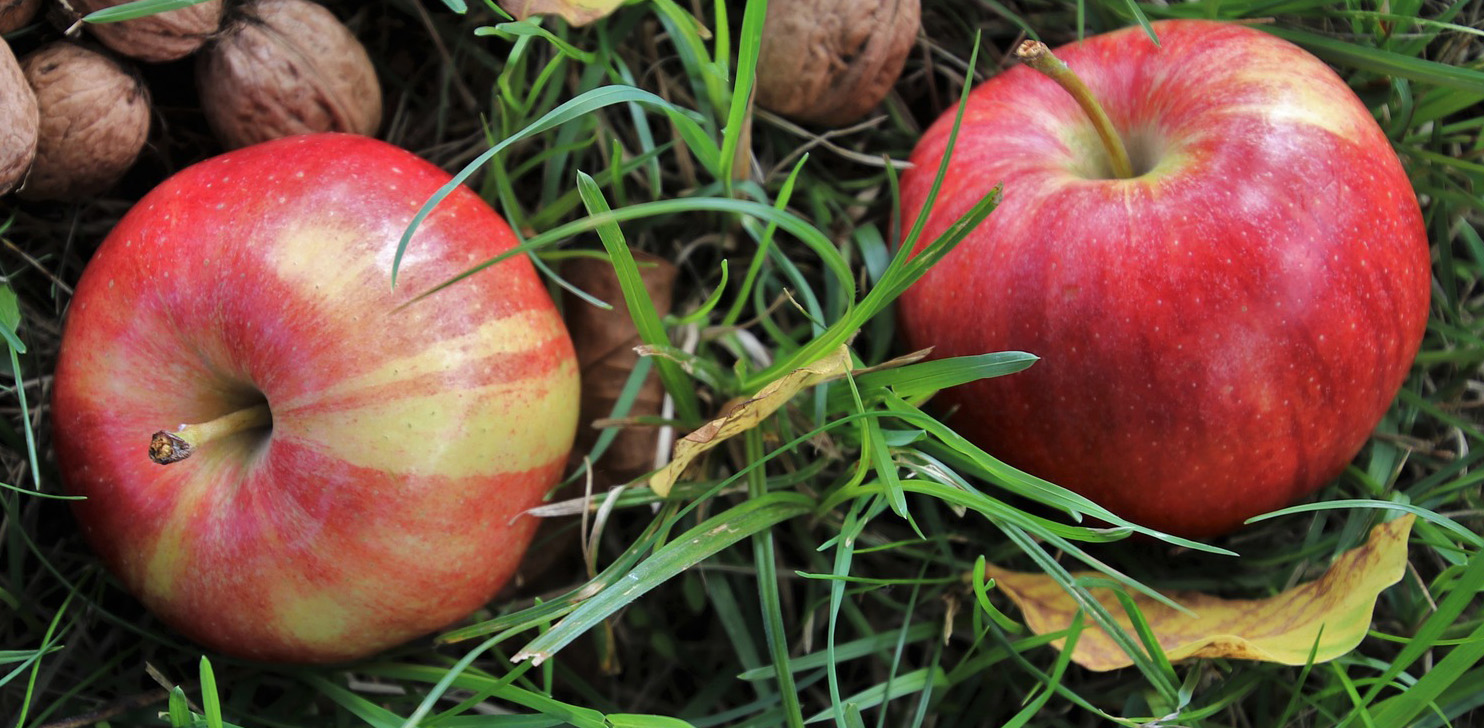„Garten rauf und runter“