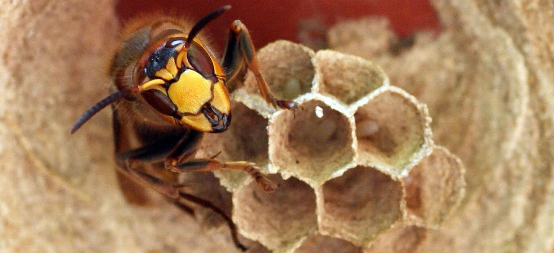 Gute Insekten mit schlechtem Ruf